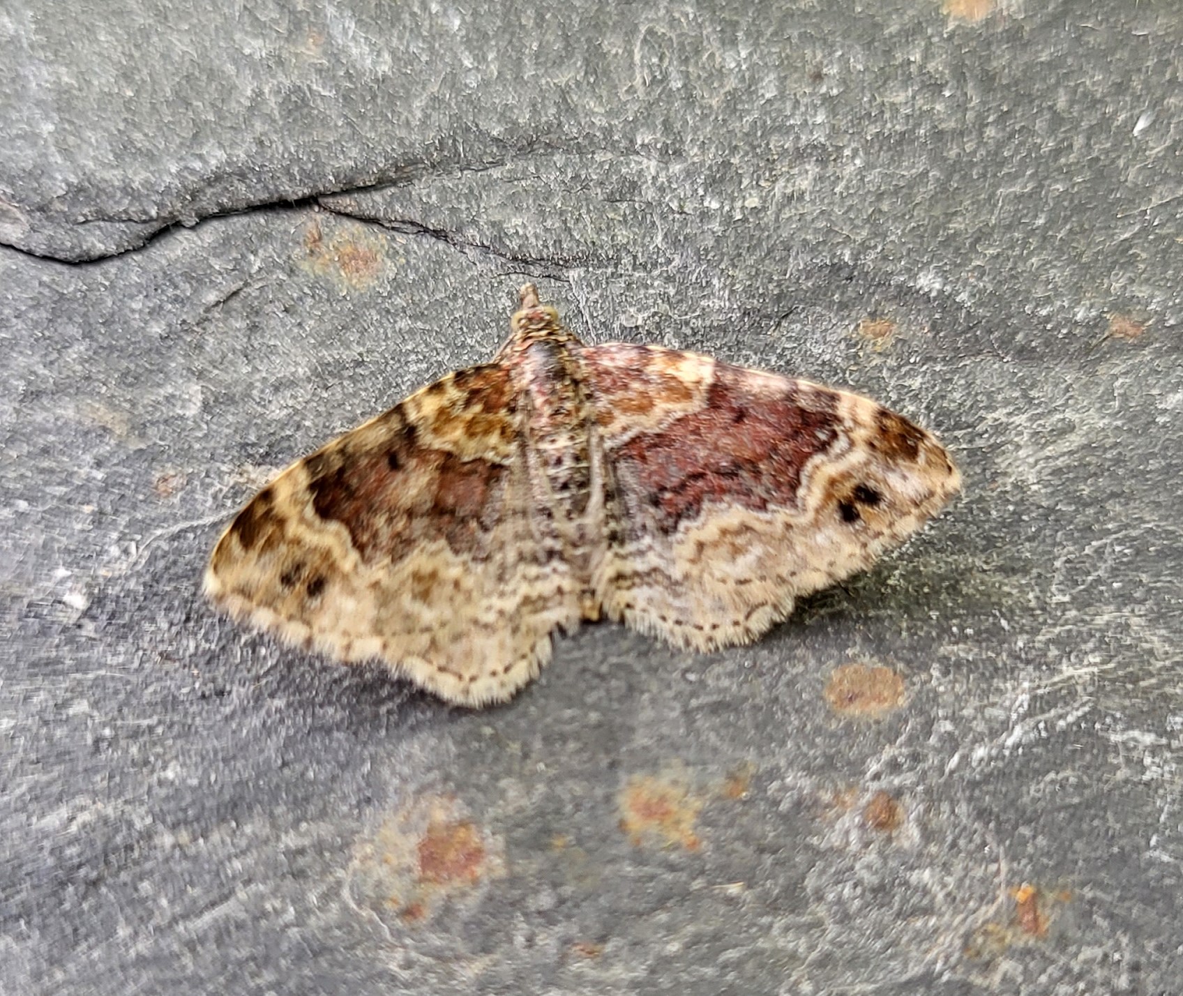 Photo of Red Twin-spot Carpet (Xanthorhoe spadicearia)